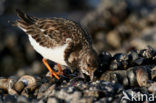 Steenloper (Arenaria interpres)