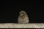 Steenuil (Athene noctua) 