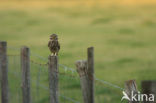 Little Owl (Athene noctua)