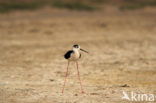 Black-winged Stilt (Himantopus himantopus)