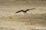 Black-winged Stilt (Himantopus himantopus)