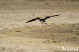 Steltkluut (Himantopus himantopus) 