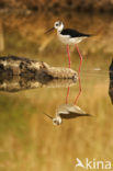 Black-winged Stilt (Himantopus himantopus)