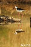 Steltkluut (Himantopus himantopus) 