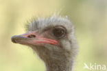 Ostrich (Struthio camelus)