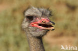 Ostrich (Struthio camelus)