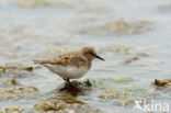 Temmincks Strandloper (Calidris temminckii)