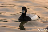 Greater Scaup (Aythya marila)