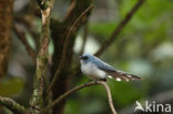 African Blue-Flycatcher (Elminia longicauda)