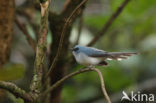 African Blue-Flycatcher (Elminia longicauda)