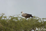 Vechtarend (Polemaetus bellicosus)