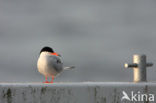 Common Tern (Sterna hirundo)