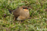 Collared Pratincole (Glareola pratincola)