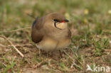 Vorkstaartplevier (Glareola pratincola)