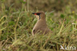 Collared Pratincole (Glareola pratincola)