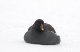 Common Moorhen (Gallinula chloropus)