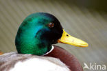 Mallard