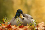 Wilde Eend (Anas platyrhynchos)