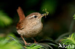 Winterkoning (Troglodytes troglodytes)