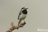 Witte Kwikstaart (Motacilla alba)