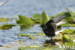 Witvleugelstern (Chlidonias leucopterus)