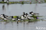 Witvleugelstern (Chlidonias leucopterus)