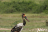 Zadelbekooievaar (Ephippiorhynchus senegalensis)