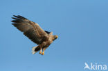 Zeearend (Haliaeetus albicilla)