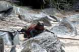 Marine Iguana (Amblyrhynchus cristatus) 