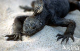 Marine Iguana (Amblyrhynchus cristatus) 