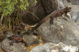 Marine Iguana (Amblyrhynchus cristatus) 