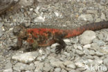 Marine Iguana (Amblyrhynchus cristatus) 