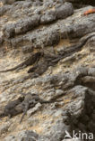 Marine Iguana (Amblyrhynchus cristatus) 