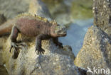 Marine Iguana (Amblyrhynchus cristatus) 