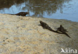 Marine Iguana (Amblyrhynchus cristatus) 