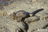 Marine Iguana (Amblyrhynchus cristatus) 