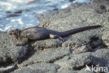 Marine Iguana (Amblyrhynchus cristatus) 