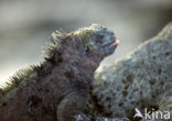 Marine Iguana (Amblyrhynchus cristatus) 