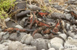 Marine Iguana (Amblyrhynchus cristatus) 