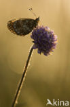 Zilveren maan (Boloria selene) 