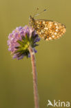 Zilveren maan (Boloria selene) 