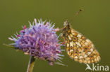 Zilveren maan (Boloria selene) 