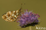 Zilveren maan (Boloria selene) 