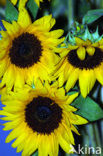 Common Annual Sunflower (Helianthus annuus)