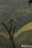 Zuidelijke kroonkraanvogel