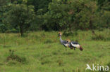 Grey Crowned-Crane (Balearica regulorum)