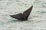 Southern right whale (Eubalaena australis)