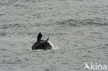 Southern right whale (Eubalaena australis)