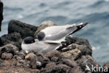 Swallow-tailed Gull (Creagrus furcatus)