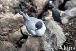 Swallow-tailed Gull (Creagrus furcatus)